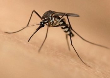 Kenaikan Drastis Kasus DBD di Kukar: Dinkes Tingkatkan Upaya Pencegahan