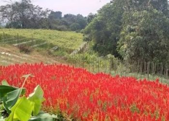 Desa Tani Bhakti: Mengubah Paradigma Agrowisata Menuju Kebangkitan Global