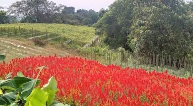 Desa Tani Bhakti: Mengubah Paradigma Agrowisata Menuju Kebangkitan Global