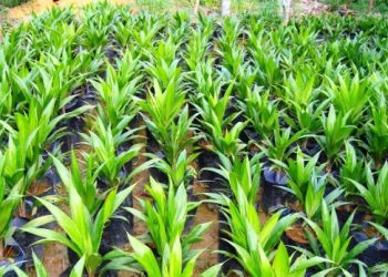 Inisiatif Pemerintah Desa Loleng: Upaya Meningkatkan Sektor Perkebunan Melalui Bantuan Bibit Sawit Unggulan