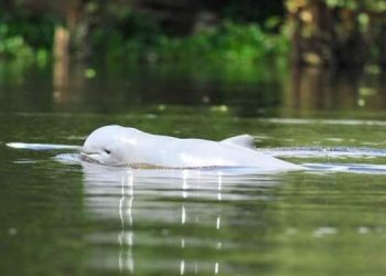 Destinasi Wisata Terbaru: Mengungkap Keajaiban Alam Desa Pela, Kukar