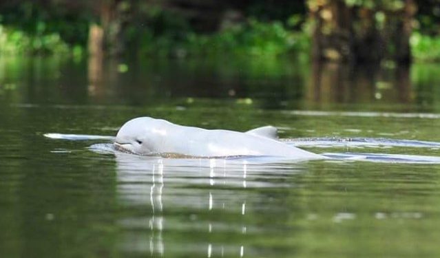 Destinasi Wisata Terbaru: Mengungkap Keajaiban Alam Desa Pela, Kukar