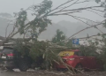 Tertimpa Pohon Saat Parkir, Dua Mobil Rusak di Tenggarong