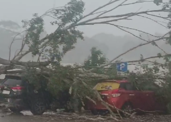 Tertimpa Pohon Saat Parkir, Dua Mobil Rusak di Tenggarong