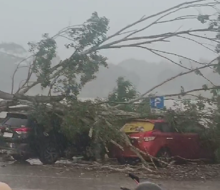 Tertimpa Pohon Saat Parkir, Dua Mobil Rusak di Tenggarong