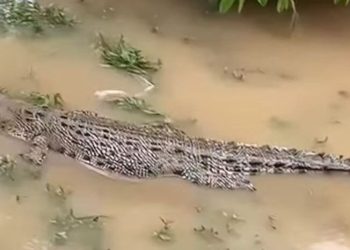 Teror Buaya di Santan Ilir! Warga Resah Akibat Kemunculan Predator Air