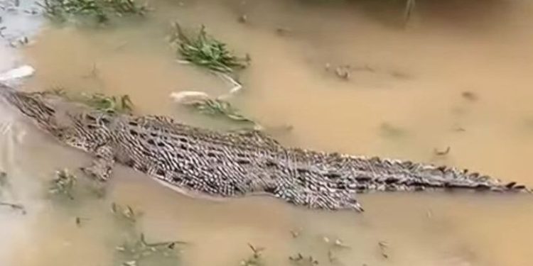 Teror Buaya di Santan Ilir! Warga Resah Akibat Kemunculan Predator Air