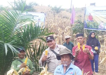 Berkat Pola Tanam Tumpang Sari, Petani Kukar Sukses Panen 17,5 Hektare Jagung