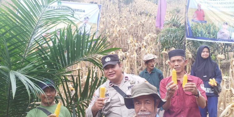 Berkat Pola Tanam Tumpang Sari, Petani Kukar Sukses Panen 17,5 Hektare Jagung
