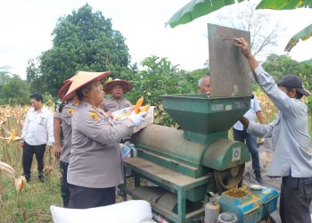 Gebrakan Polri: Panen Perdana Jagung Polresta Samarinda Wujudkan Asta Cita Presiden