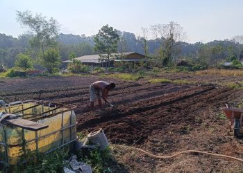Desa Embalut Maksimalkan Lahan Bekas Tambang untuk Budidaya Jagung