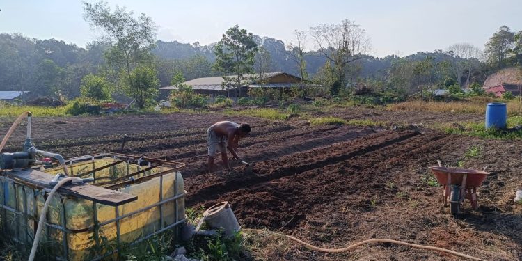 Desa Embalut Maksimalkan Lahan Bekas Tambang untuk Budidaya Jagung