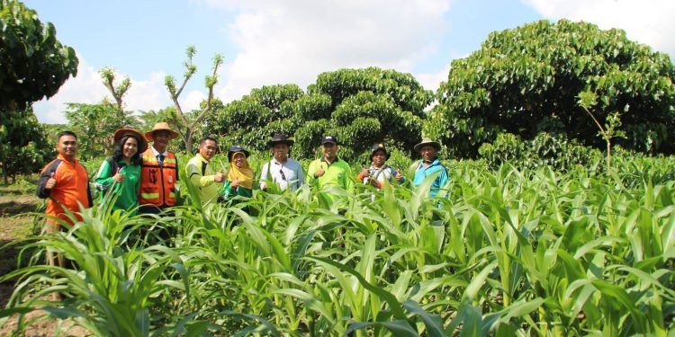 Pemdes Embalut Salurkan Bantuan untuk Petani Jagung