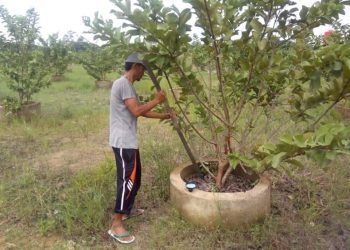 Desa Embalut Kukar Dorong Kesejahteraan Lewat Sinergi Perkebunan dan Perikanan