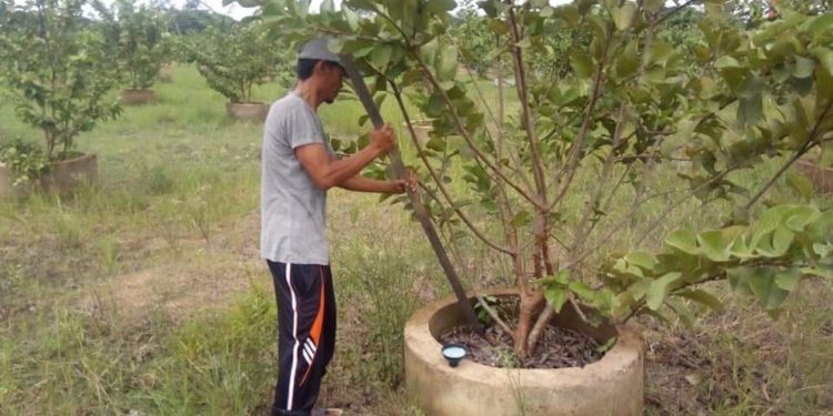 Desa Embalut Kukar Dorong Kesejahteraan Lewat Sinergi Perkebunan dan Perikanan