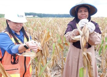 Gandeng Dinas Pertanian, Embalut Serius Garap Lahan Bekas Tambang untuk Budidaya Jagung