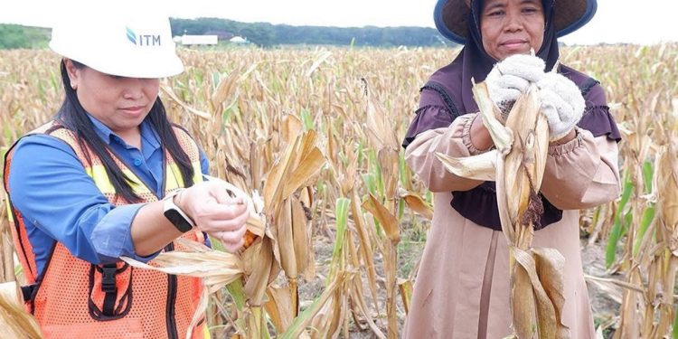 Gandeng Dinas Pertanian, Embalut Serius Garap Lahan Bekas Tambang untuk Budidaya Jagung