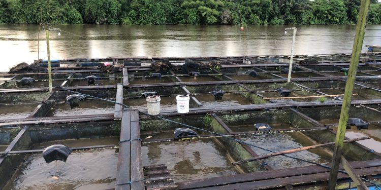 Embalut Dorong Ekonomi Berbasis Sumber Daya Lokal lewat Perkebunan dan Perikanan