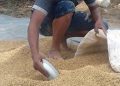 Petani Segihan Maksimalkan Dua Kali Panen, Sistem Irigasi Jadi Kunci