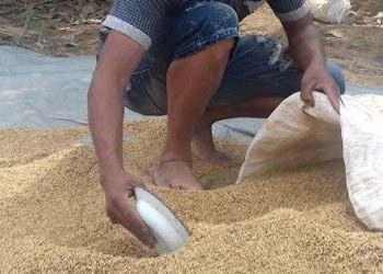 Petani Segihan Maksimalkan Dua Kali Panen, Sistem Irigasi Jadi Kunci