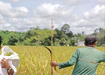 Petani Desa Segihan Hadapi Tantangan Kemarau Panjang, Produksi Padi Terancam Menurun