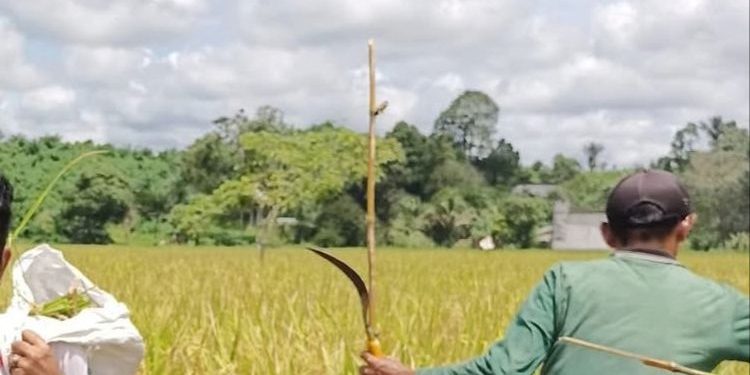Petani Desa Segihan Hadapi Tantangan Kemarau Panjang, Produksi Padi Terancam Menurun