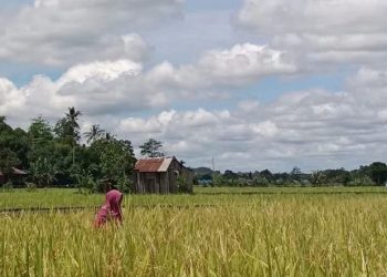 Pertanian dan Perkebunan Jadi Tulang Punggung Ekonomi Warga Sebulu