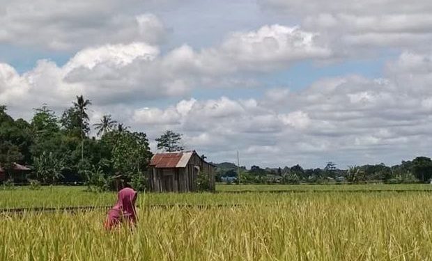 Pertanian dan Perkebunan Jadi Tulang Punggung Ekonomi Warga Sebulu