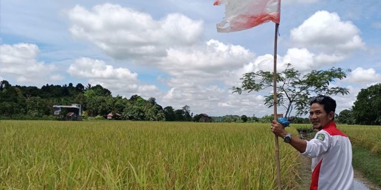 Minimnya Regenerasi Ancam Masa Depan Pertanian Tenggarong Seberang