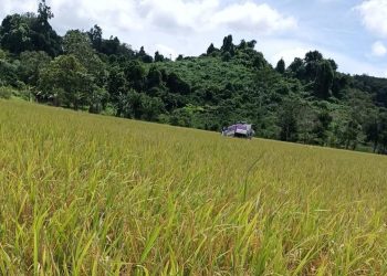 Desa Suka Maju Siapkan Embung Pertanian, Kades: Jadi Kunci Dukung Produksi Padi