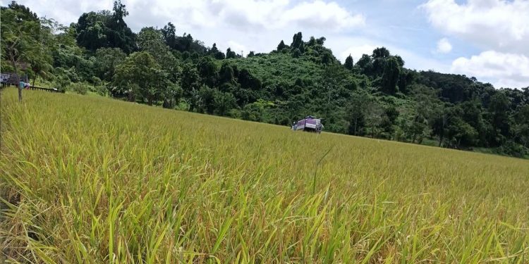 Desa Suka Maju Siapkan Embung Pertanian, Kades: Jadi Kunci Dukung Produksi Padi