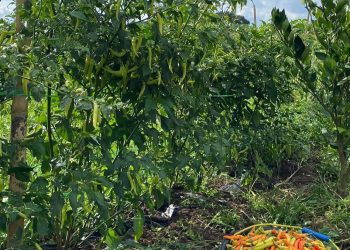 Warga Loa Janan Panen Cabai Pekarangan, Camat Hery Apresiasi Peran KWT