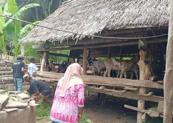 Program Bantuan Ternak dan Fasilitas Sosial Perkuat Ekonomi dan Solidaritas di Desa Loa Raya