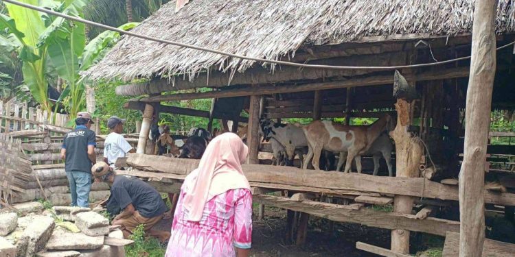 Program Bantuan Ternak dan Fasilitas Sosial Perkuat Ekonomi dan Solidaritas di Desa Loa Raya