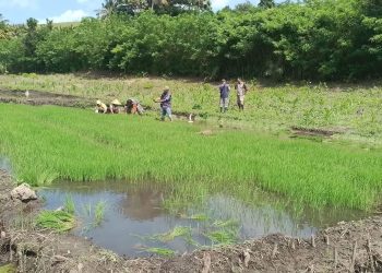 Loa Raya Hadapi Tantangan Cuaca Ekstrem untuk Tingkatkan Ketahanan Pertanian