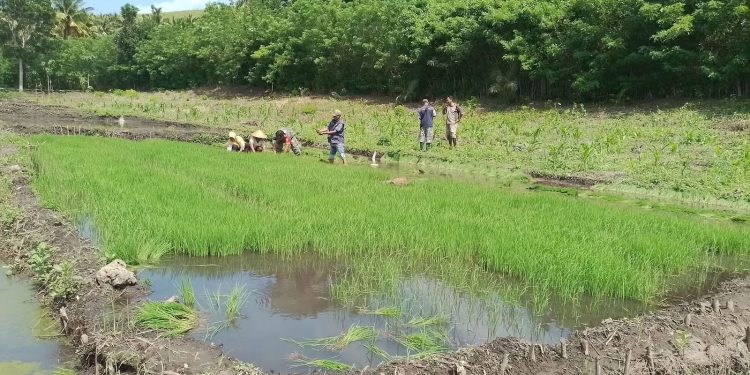 Loa Raya Hadapi Tantangan Cuaca Ekstrem untuk Tingkatkan Ketahanan Pertanian