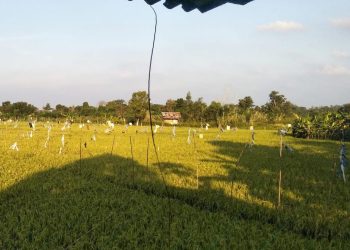 Distanak Kukar Gandeng Kementan Kembangkan Lima Kawasan Pertanian