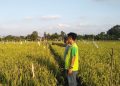 Distanak Kukar Perkuat Peran Penyuluh Pertanian Lapangan untuk Dampingi Petani