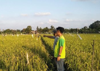 Distanak Kukar Perkuat Peran Penyuluh Pertanian Lapangan untuk Dampingi Petani