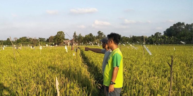 Distanak Kukar Perkuat Peran Penyuluh Pertanian Lapangan untuk Dampingi Petani