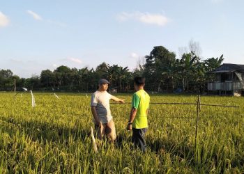 Optimalisasi Lahan Pertanian Kukar: Pendampingan Intensif dari Penyuluh Jadi Kunci Sukses