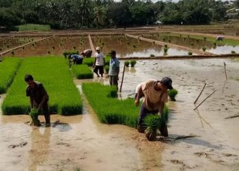 Intervensi Pemerintah Daerah Jadi Kunci Tingkatkan Produktivitas Petani di Kukar