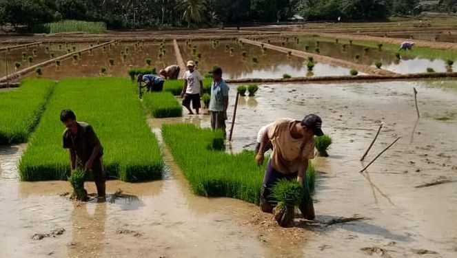 Intervensi Pemerintah Daerah Jadi Kunci Tingkatkan Produktivitas Petani di Kukar