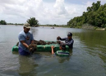 Pabrik Rumput Laut Muara Badak Siap Beroperasi 2025, Dorong Perekonomian Lokal Kukar