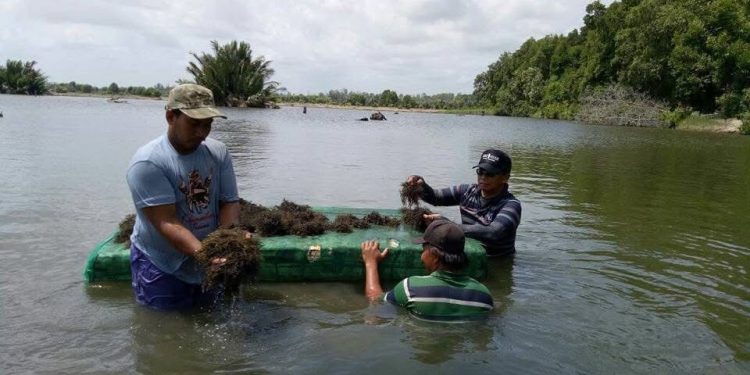 Pabrik Rumput Laut Muara Badak Siap Beroperasi 2025, Dorong Perekonomian Lokal Kukar