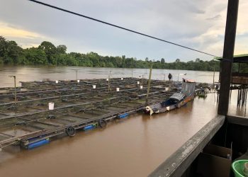 DKP Kukar Dorong Budidaya Ikan Darat di Loa Ulung, Atasi Gangguan Lalu Lintas Sungai