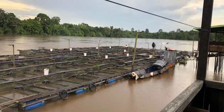 DKP Kukar Dorong Budidaya Ikan Darat di Loa Ulung, Atasi Gangguan Lalu Lintas Sungai