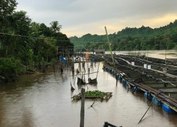 DKP Kukar Perkuat Infrastruktur dan Dorong Loa Kulu Jadi Sentra Budidaya Ikan Nila