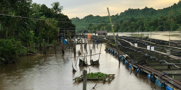 DKP Kukar Perkuat Infrastruktur dan Dorong Loa Kulu Jadi Sentra Budidaya Ikan Nila