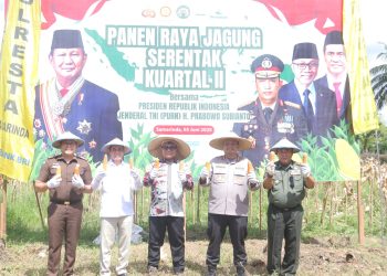 Dukung Ketahanan Pangan, Polresta Samarinda Panen Jagung Bareng Forkopimda